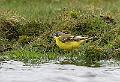 Gulerle u.a. flava - Yellow wagtail (Motacilla flava flava) 2k male